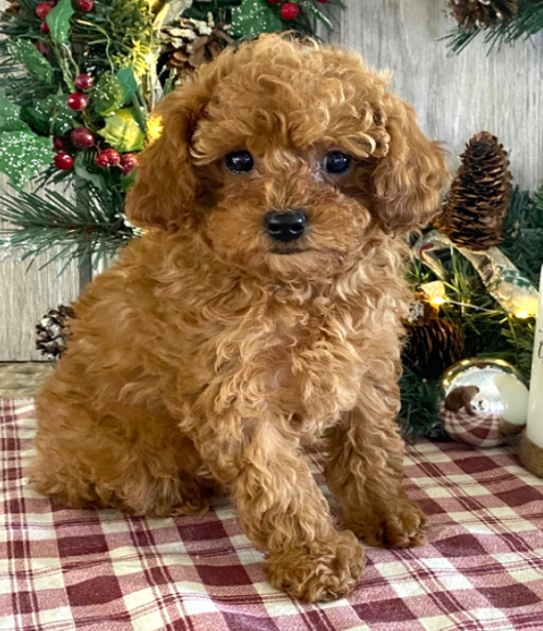 comprar cachorros sanos, baratos y asequibles para la venta